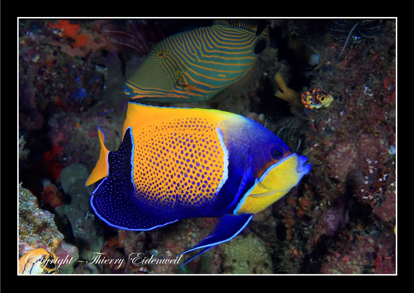 Anilao Macro Dive Media Highlight